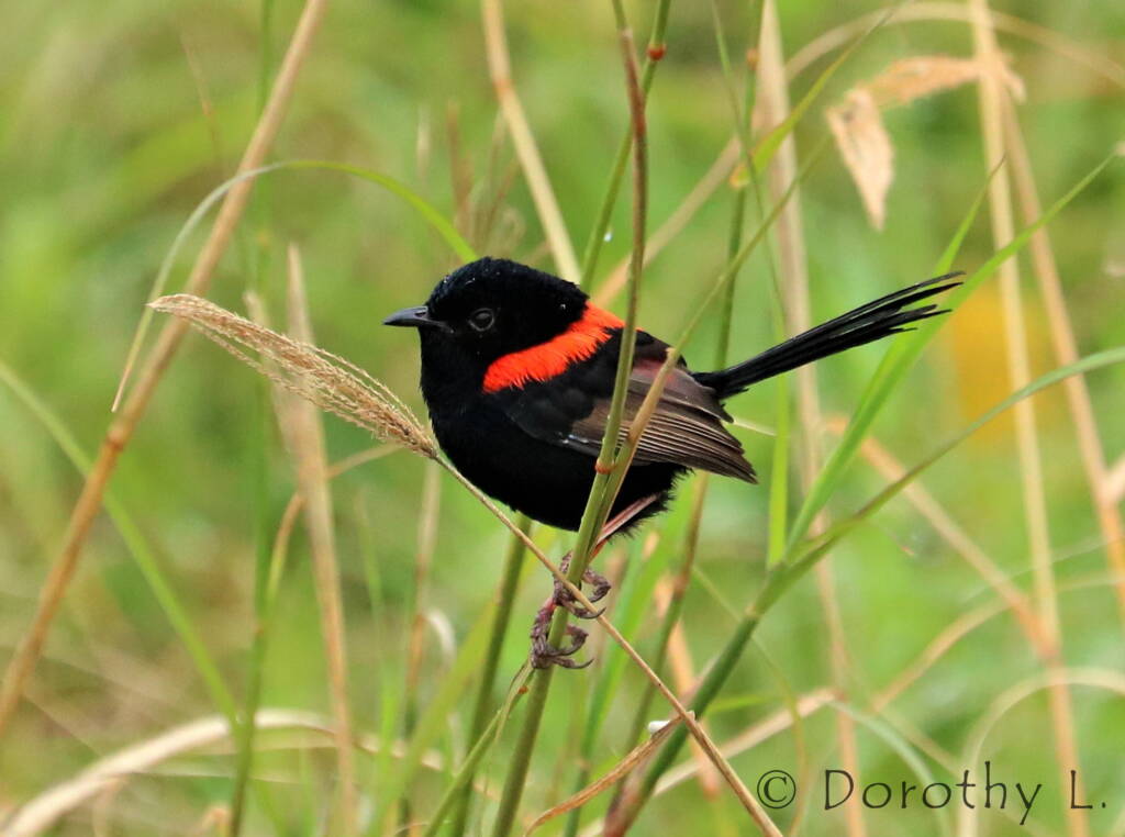 Red-backed Fairywren (Malurus melanocephalus)