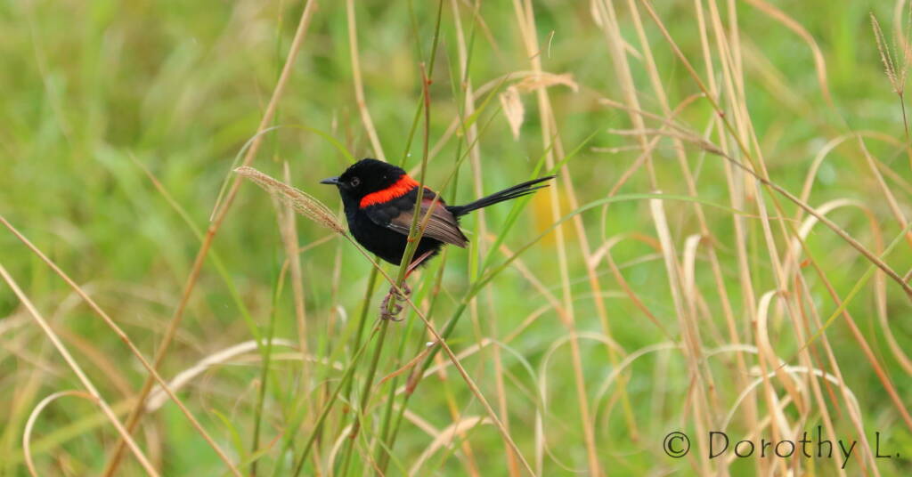 Red-backed Fairywren (Malurus melanocephalus)