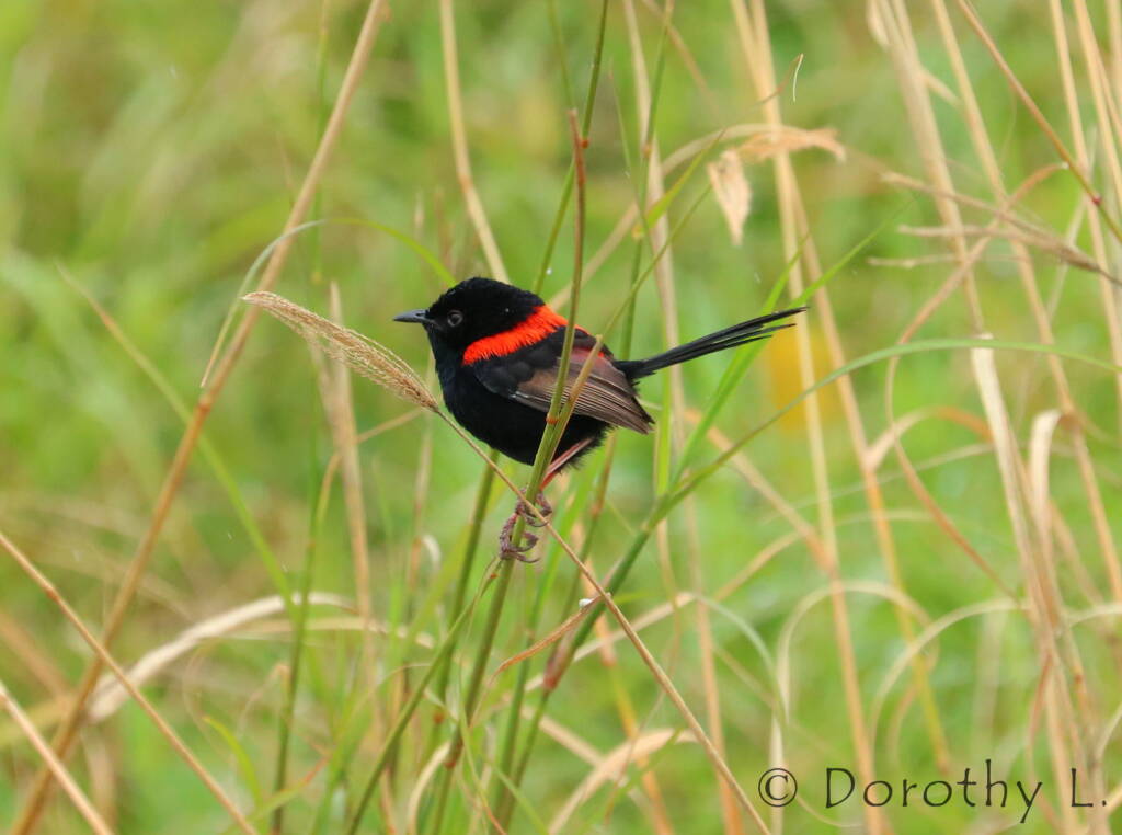 Red-backed Fairywren (Malurus melanocephalus)
