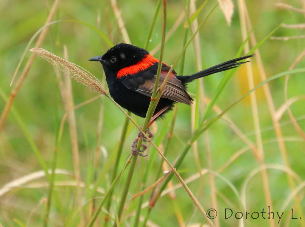 Red-backed Fairywren (Malurus melanocephalus)