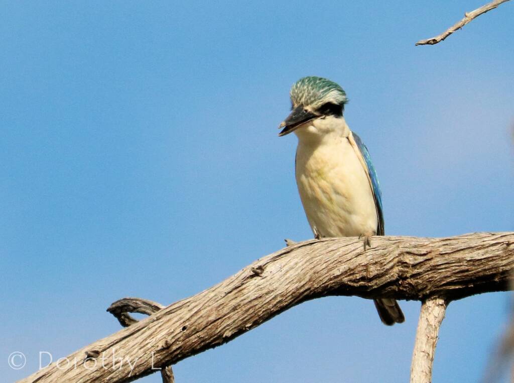 Red-backed Kingfisher (Todiramphus pyrrhopygius)