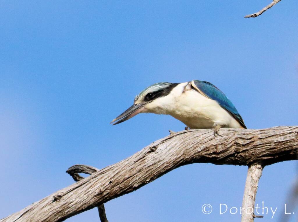 Red-backed Kingfisher (Todiramphus pyrrhopygius)