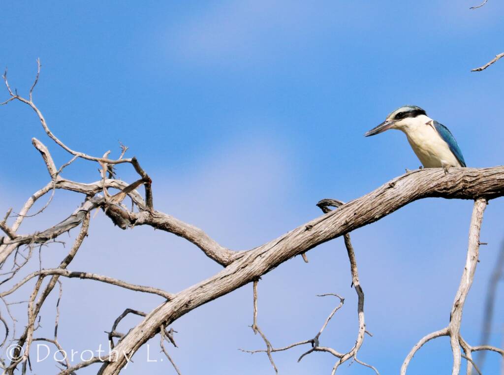 Red-backed Kingfisher (Todiramphus pyrrhopygius)