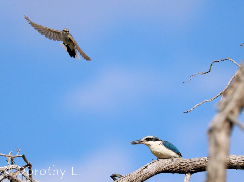 Red-backed Kingfisher (Todiramphus pyrrhopygius)