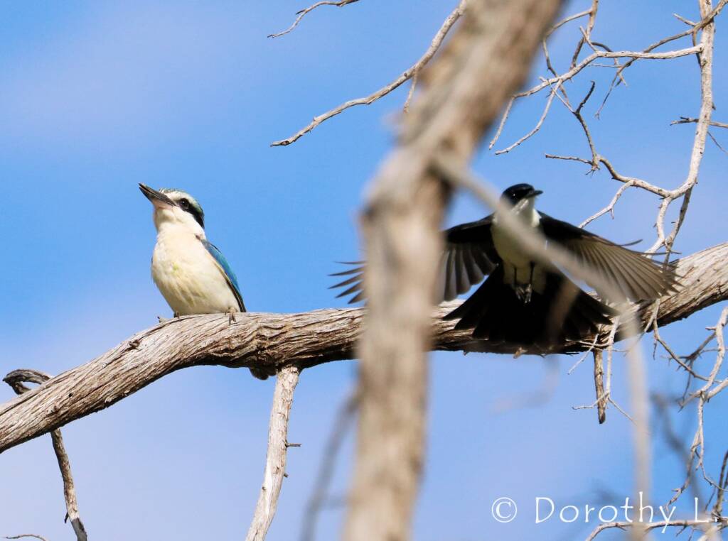 Red-backed Kingfisher (Todiramphus pyrrhopygius)