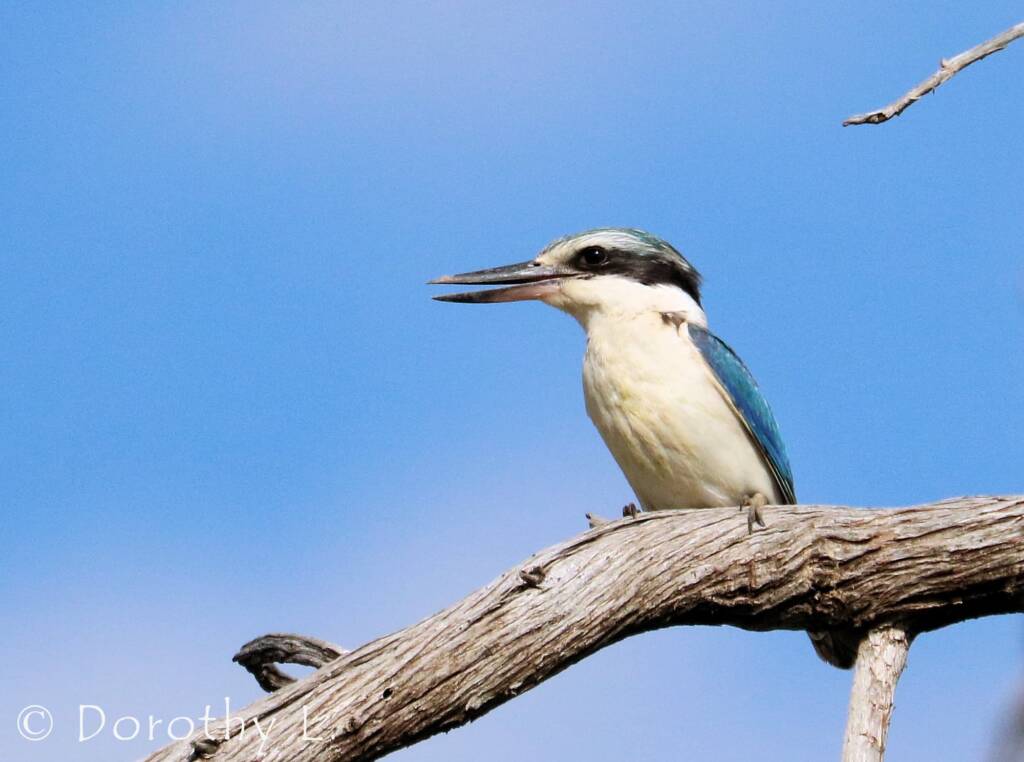 Red-backed Kingfisher (Todiramphus pyrrhopygius)
