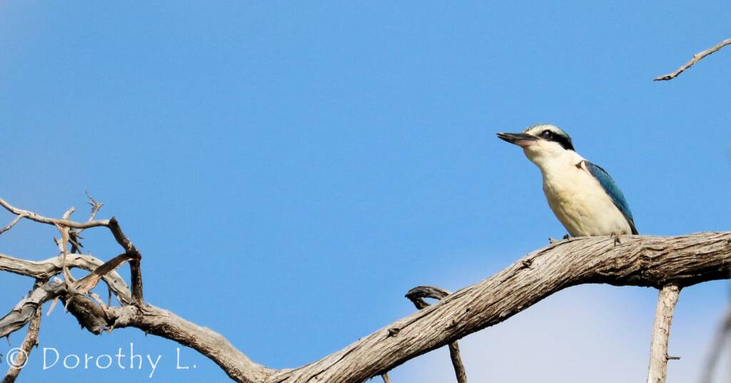 Red-backed Kingfisher (Todiramphus pyrrhopygius)