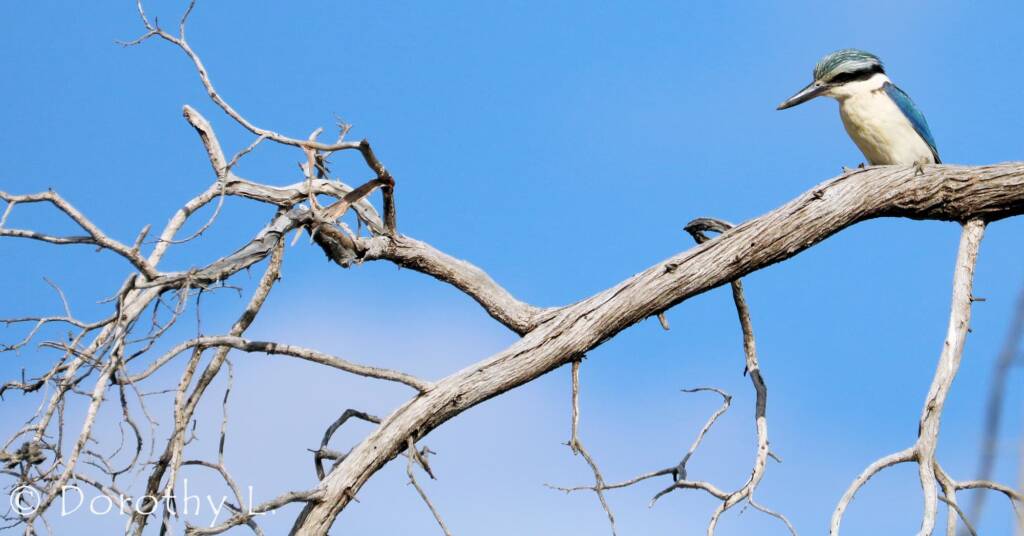 Red-backed Kingfisher (Todiramphus pyrrhopygius)