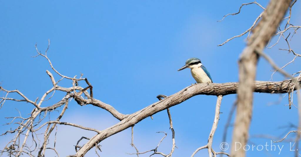 Red-backed Kingfisher (Todiramphus pyrrhopygius)