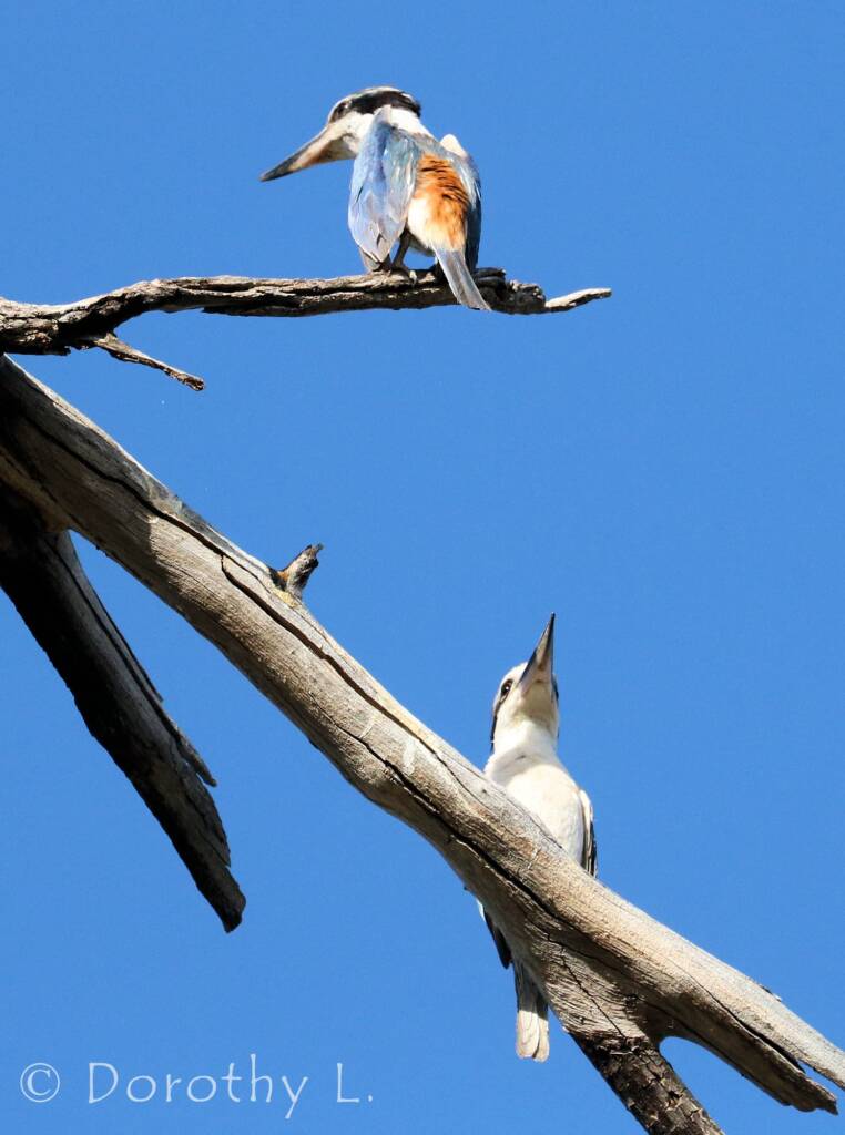 Red-backed Kingfisher (Todiramphus pyrrhopygius)