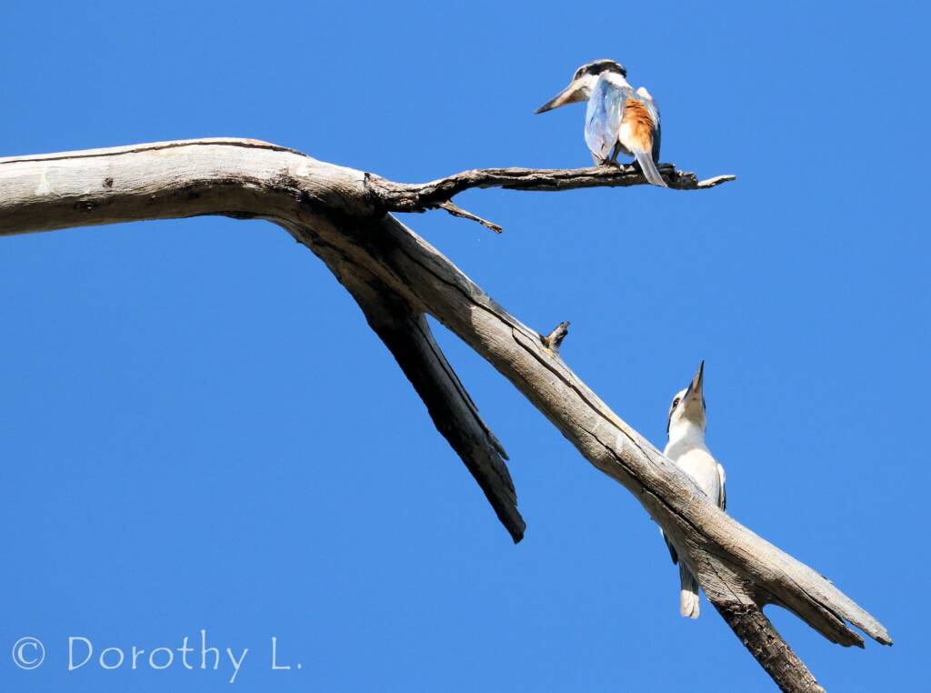 Red-backed Kingfisher (Todiramphus pyrrhopygius)