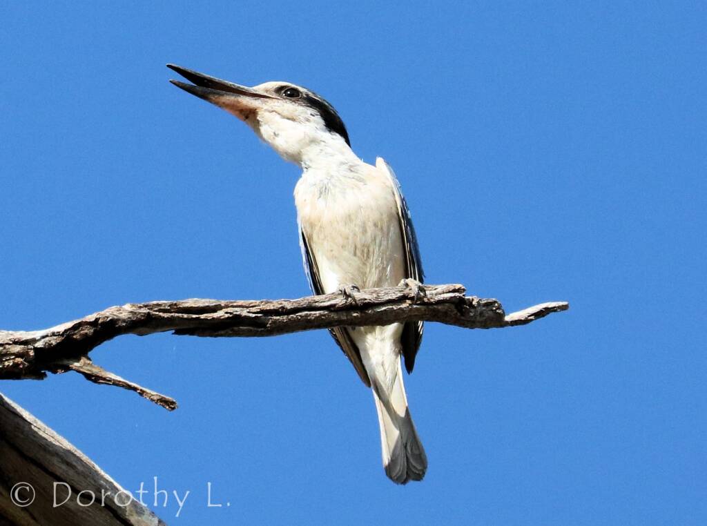 Red-backed Kingfisher (Todiramphus pyrrhopygius)