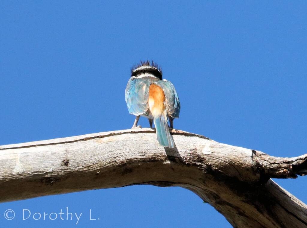 Red-backed Kingfisher (Todiramphus pyrrhopygius)