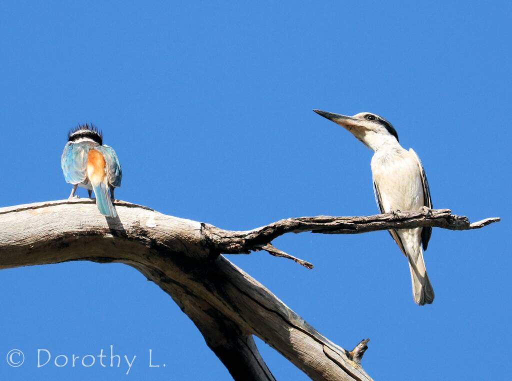 Red-backed Kingfisher (Todiramphus pyrrhopygius)