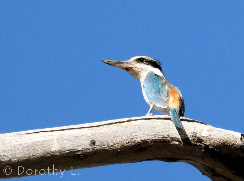 Red-backed Kingfisher (Todiramphus pyrrhopygius)