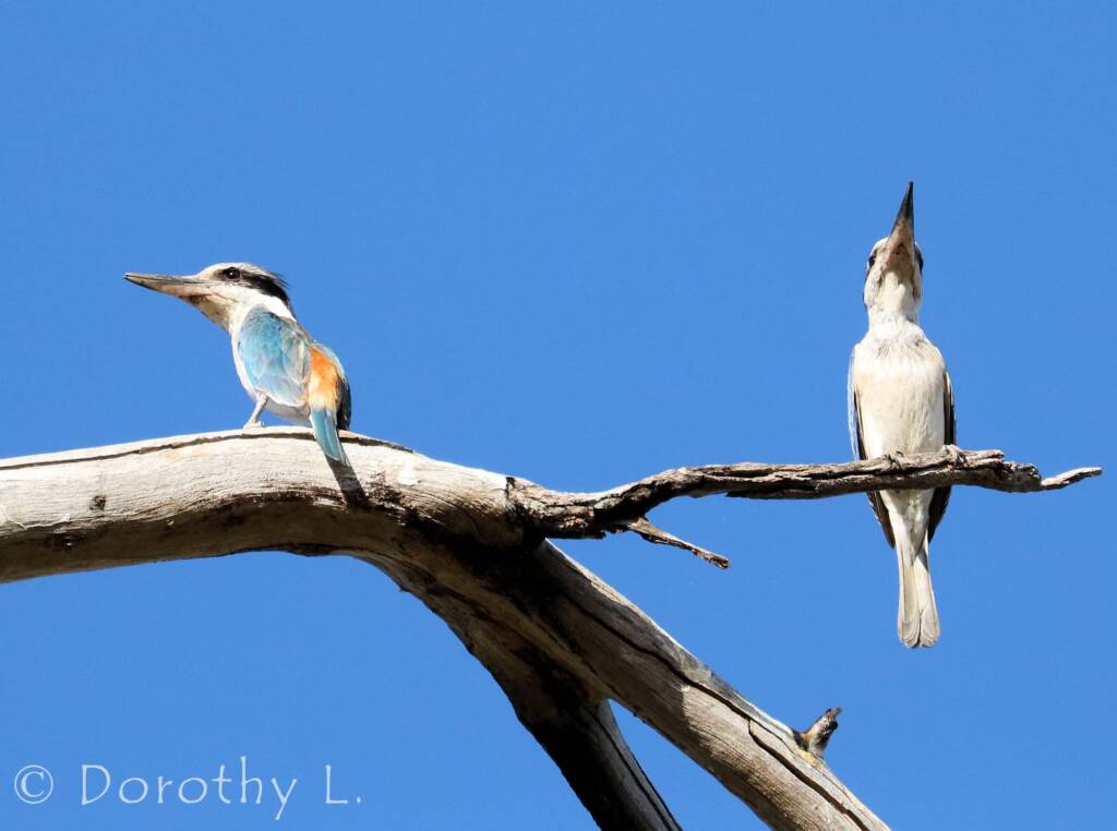 Red-backed Kingfisher (Todiramphus pyrrhopygius)