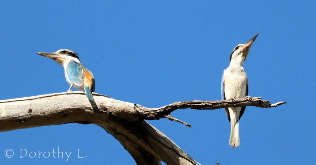 Red-backed Kingfisher (Todiramphus pyrrhopygius)
