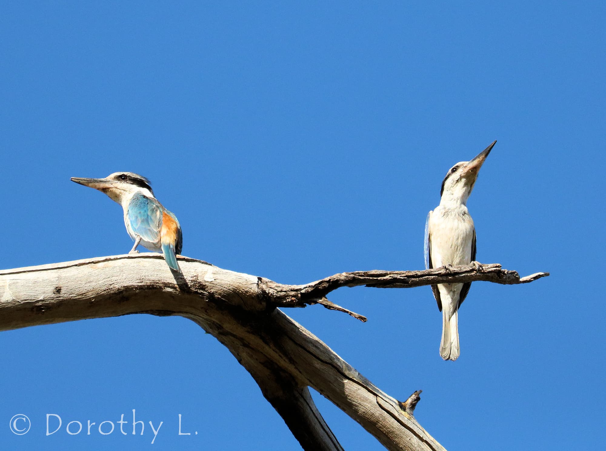 Red-backed Kingfisher (Todiramphus pyrrhopygius)