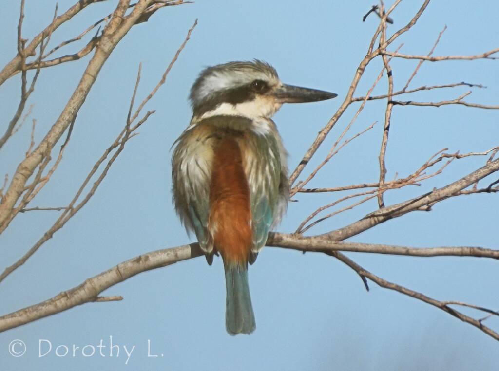 Red-backed Kingfisher (Todiramphus pyrrhopygius)