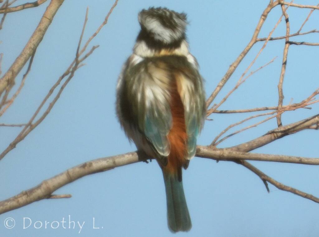 Red-backed Kingfisher (Todiramphus pyrrhopygius)