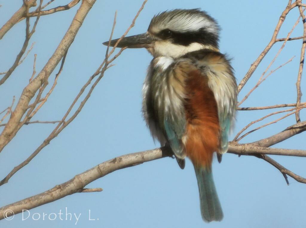 Red-backed Kingfisher (Todiramphus pyrrhopygius)
