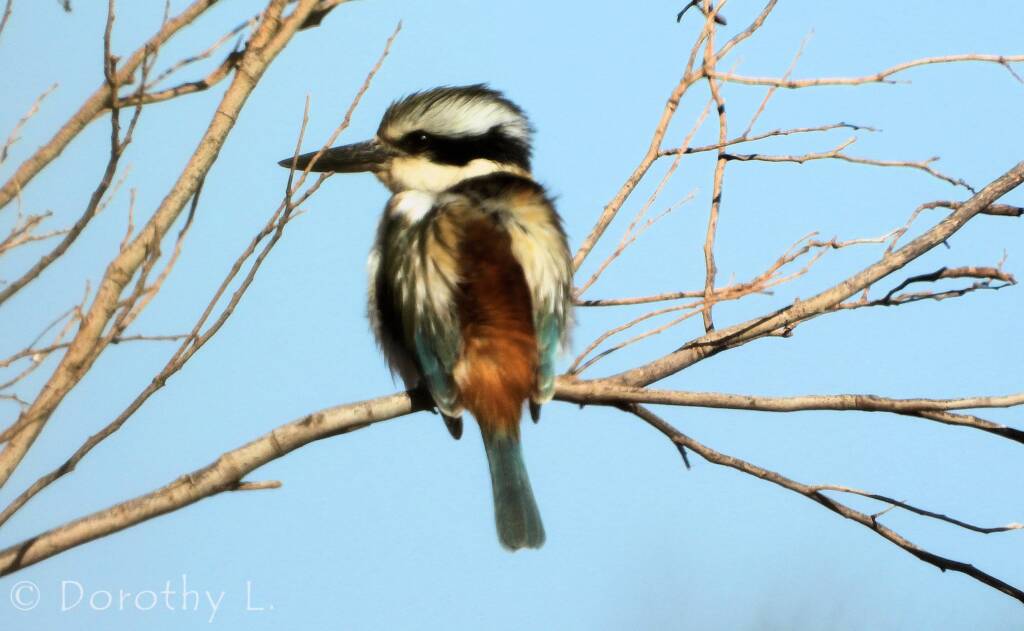 Red-backed Kingfisher (Todiramphus pyrrhopygius)