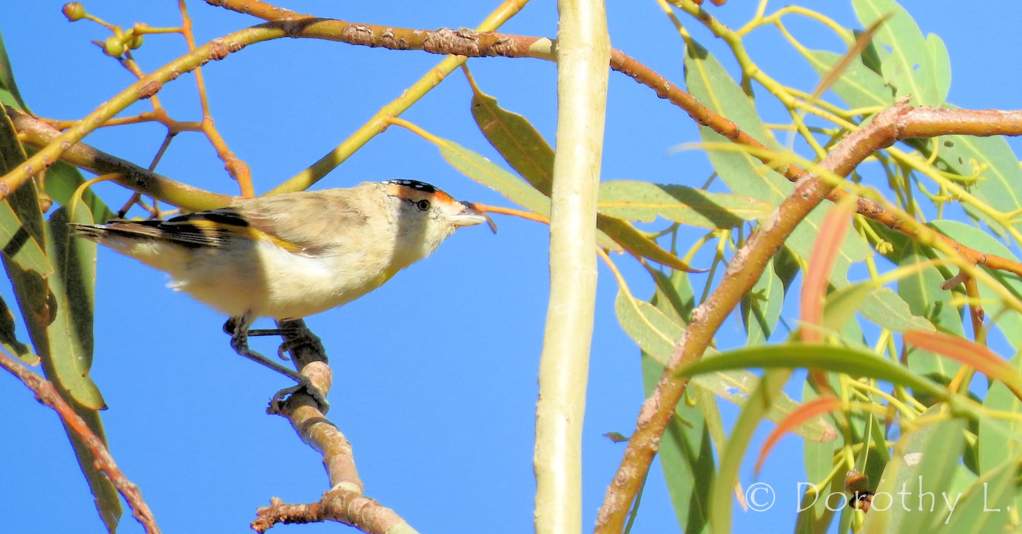 Red-browed Pardalote (Pardalotus rubricatus)