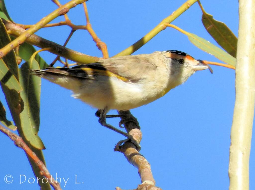 Red-browed Pardalote (Pardalotus rubricatus)