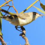 Red-browed Pardalote (Pardalotus rubricatus)