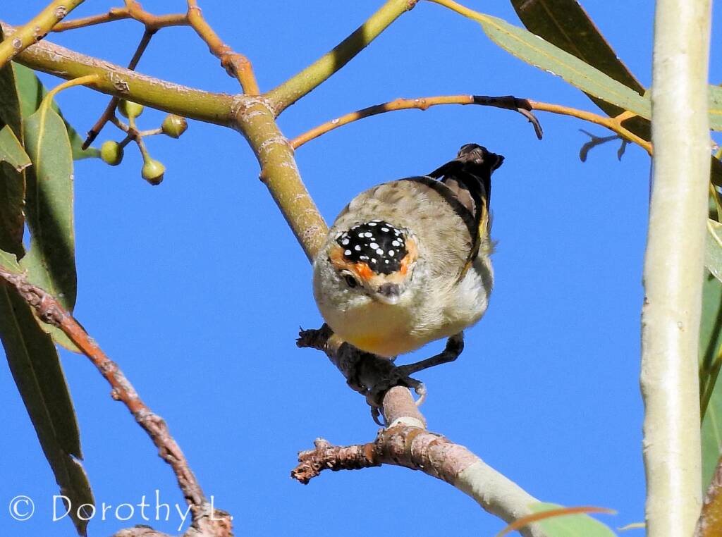 Red-browed Pardalote (Pardalotus rubricatus)
