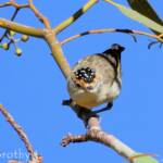 Red-browed Pardalote (Pardalotus rubricatus)