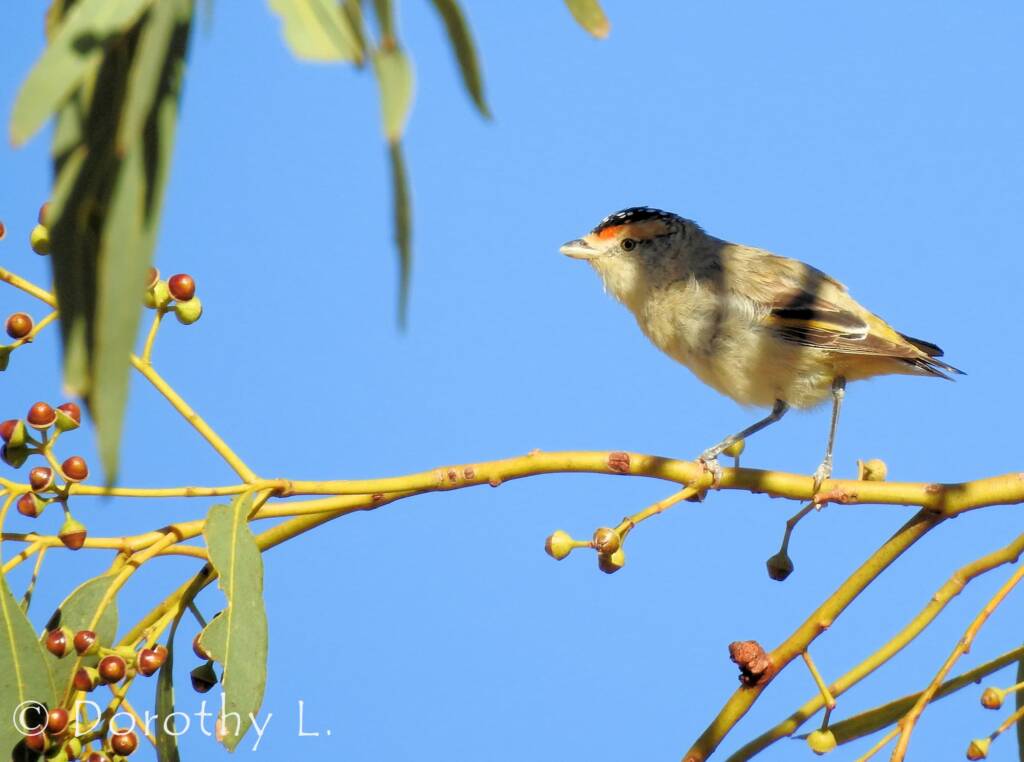 Red-browed Pardalote (Pardalotus rubricatus)