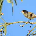 Red-browed Pardalote (Pardalotus rubricatus)
