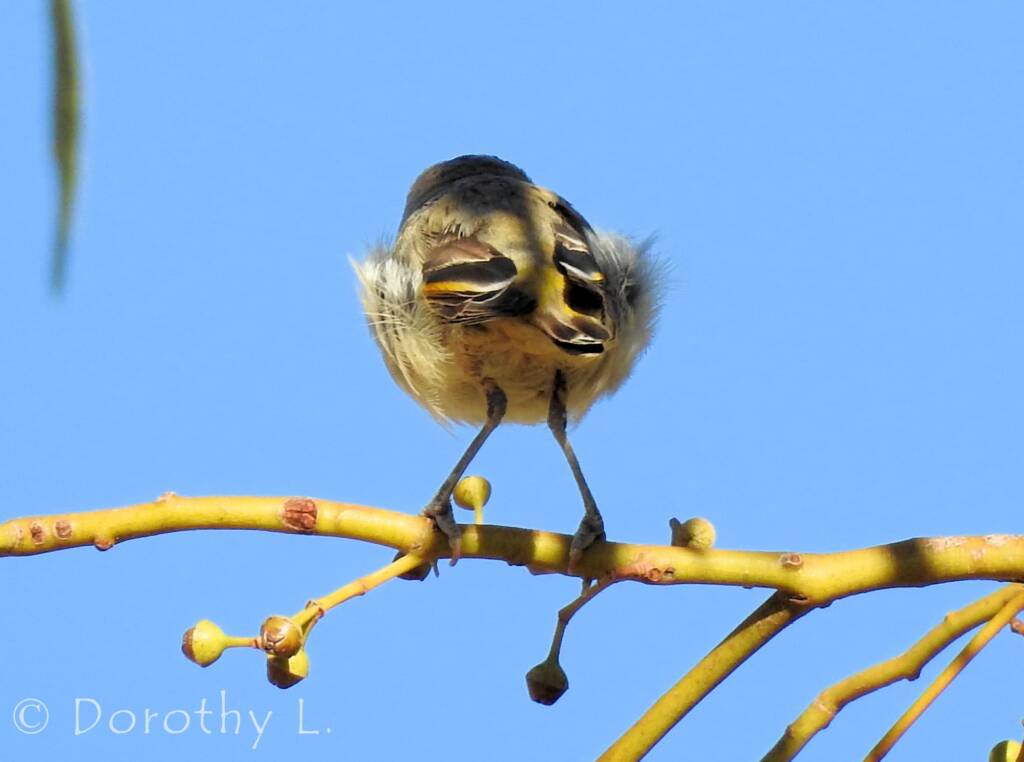 Red-browed Pardalote (Pardalotus rubricatus)