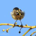 Red-browed Pardalote (Pardalotus rubricatus)