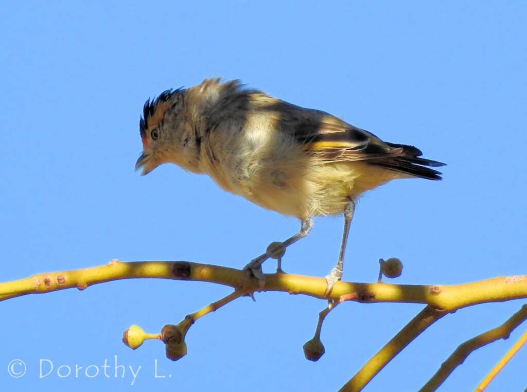 Red-browed Pardalote (Pardalotus rubricatus)