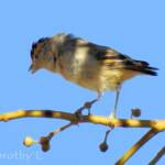 Red-browed Pardalote (Pardalotus rubricatus)