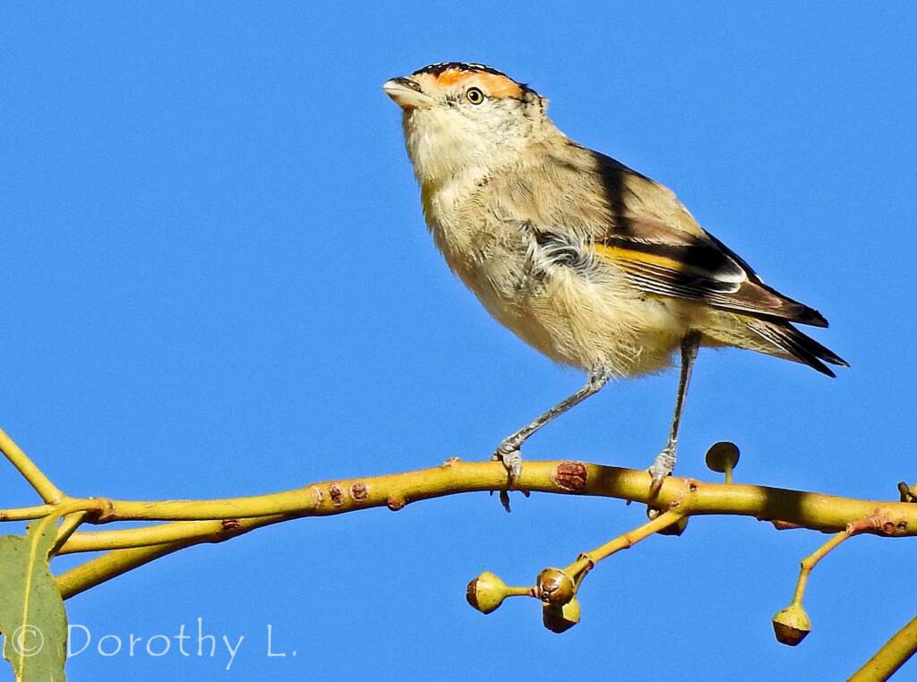 Red-browed Pardalote (Pardalotus rubricatus)
