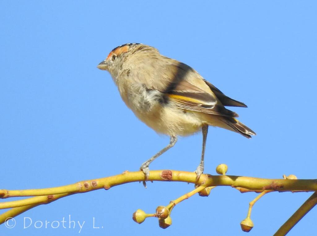 Red-browed Pardalote (Pardalotus rubricatus)