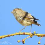 Red-browed Pardalote (Pardalotus rubricatus)