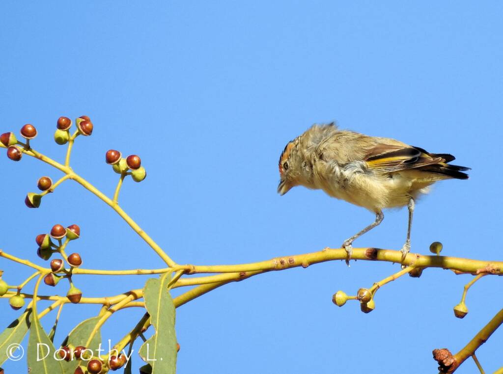 Red-browed Pardalote (Pardalotus rubricatus)