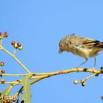 Red-browed Pardalote (Pardalotus rubricatus)