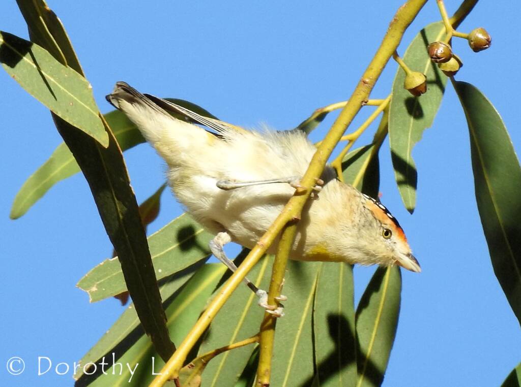 Red-browed Pardalote (Pardalotus rubricatus)