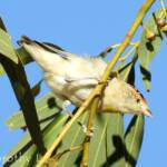 Red-browed Pardalote (Pardalotus rubricatus)