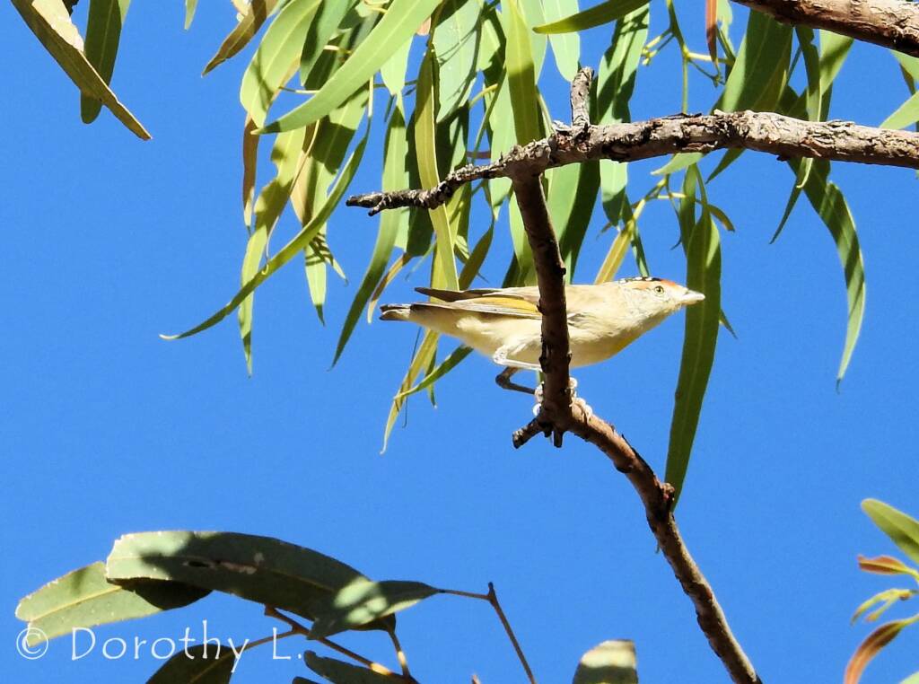 Red-browed Pardalote (Pardalotus rubricatus)