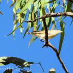Red-browed Pardalote (Pardalotus rubricatus)