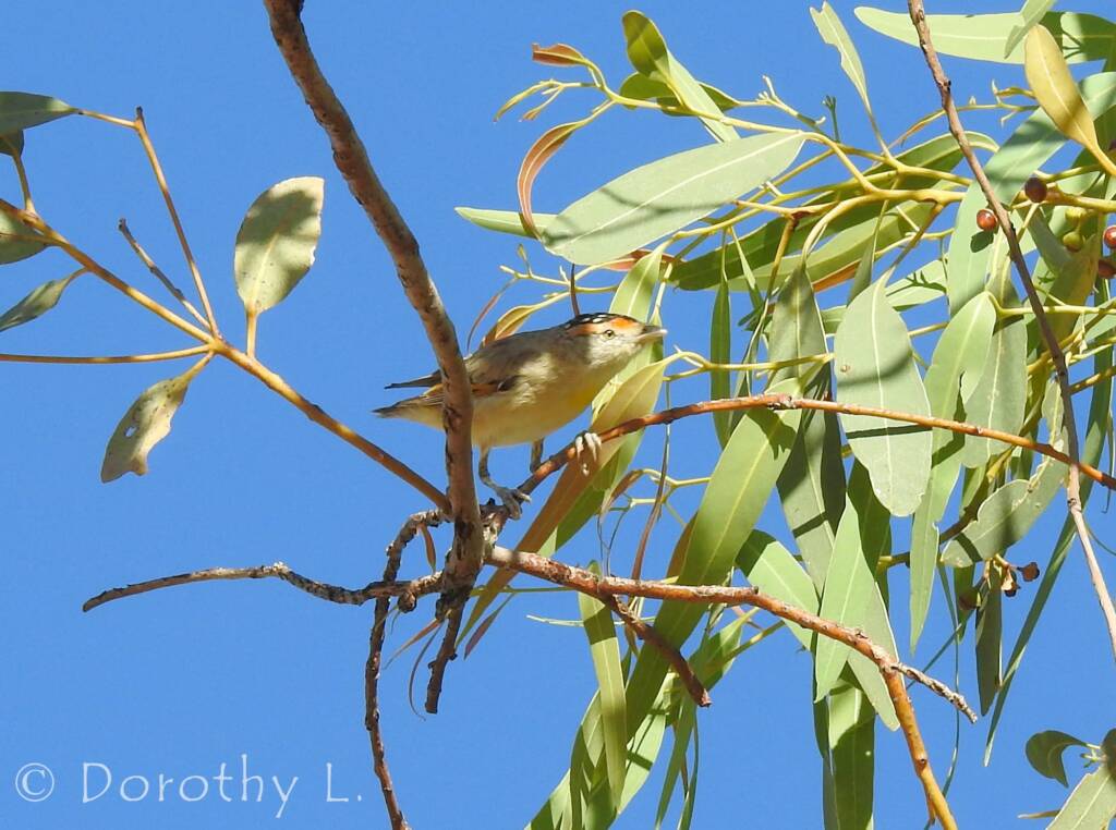 Red-browed Pardalote (Pardalotus rubricatus)