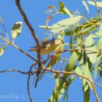 Red-browed Pardalote (Pardalotus rubricatus)