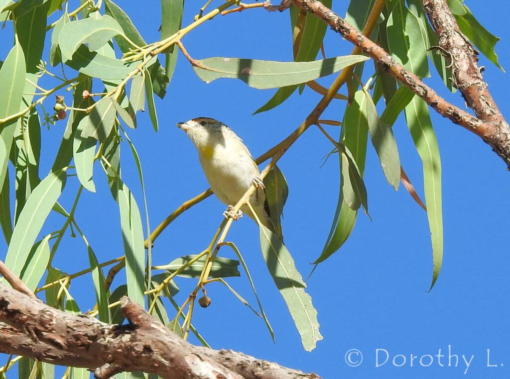 Red-browed Pardalote (Pardalotus rubricatus)