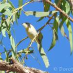 Red-browed Pardalote (Pardalotus rubricatus)